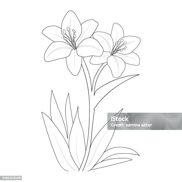 Outline lily flower tattoo designs realistic lily drawing realistic lily flower sketch outline realistic lily drawing