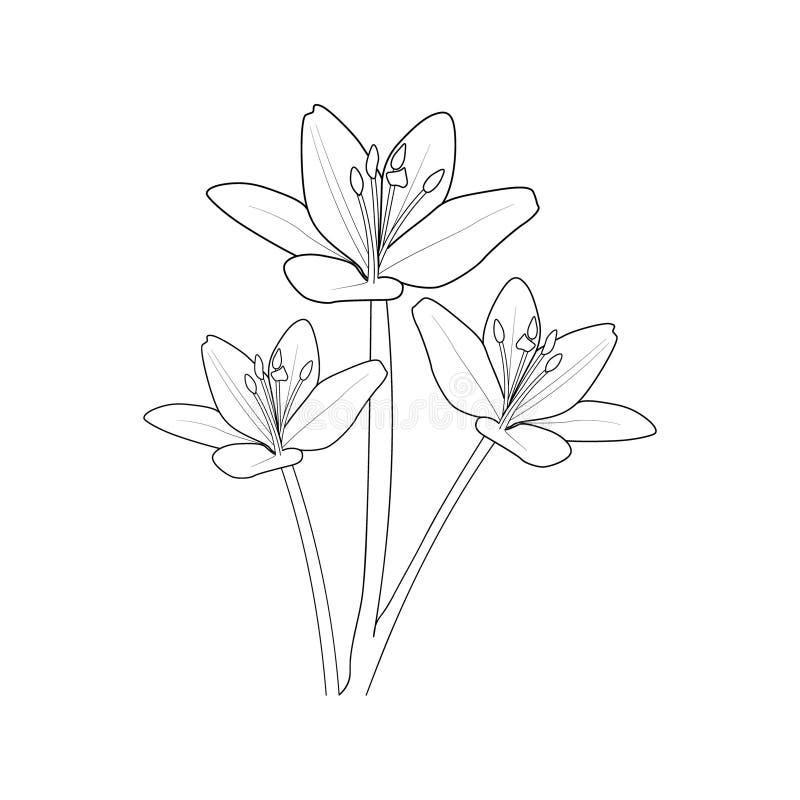 Sketch calla lilies flowers stock illustrations â sketch calla lilies flowers stock illustrations vectors clipart