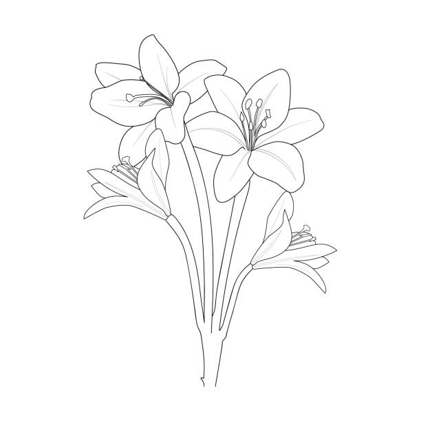 Pencil realistic calla lily drawing sketch realistic lily drawing lily line drawing lily flower vector simple lily tattoo outline minimalist simple lily tattoo outline sketch lily flower drawing stock illustration