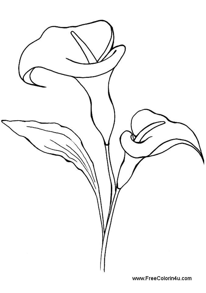 Printable calla lilies for coloring