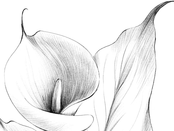 Calla lily sketch botanical print digital file jpeg hygge print a large line drawing black white scandinavian wall decor loss gift