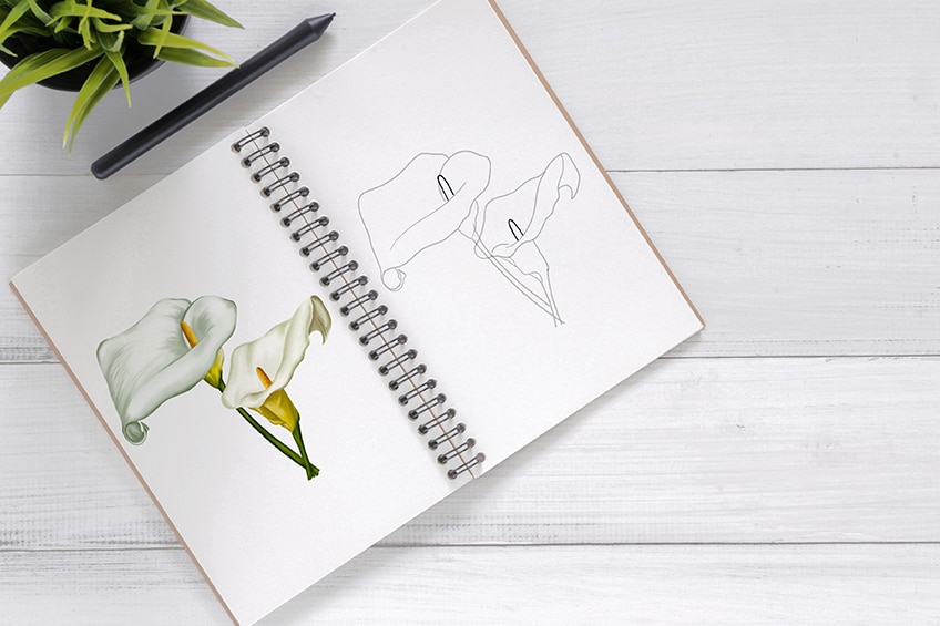 How to draw a calla lily