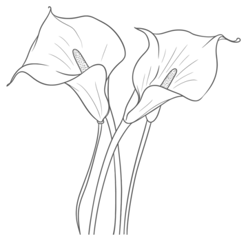 Calla lilies coloring page png transparent images free download vector files