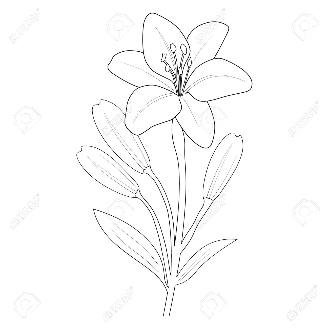 Outline lily flower isolated on a white background vector illustration pencil realistic calla lily drawing sketch realistic lily drawing lily line drawing lily flower line art royalty free svg cliparts vectors and