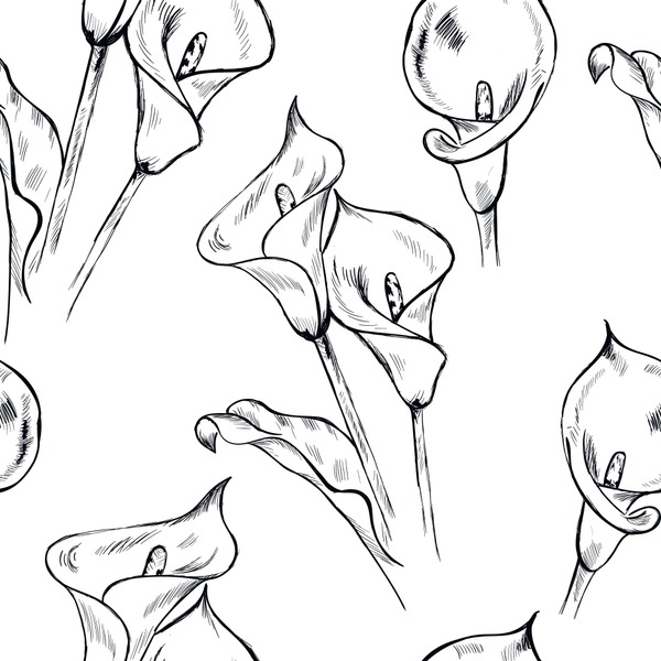 Thousand calla lily sketch royalty