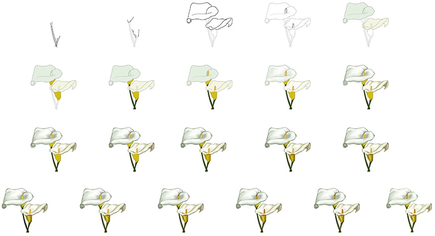 How to draw a calla lily