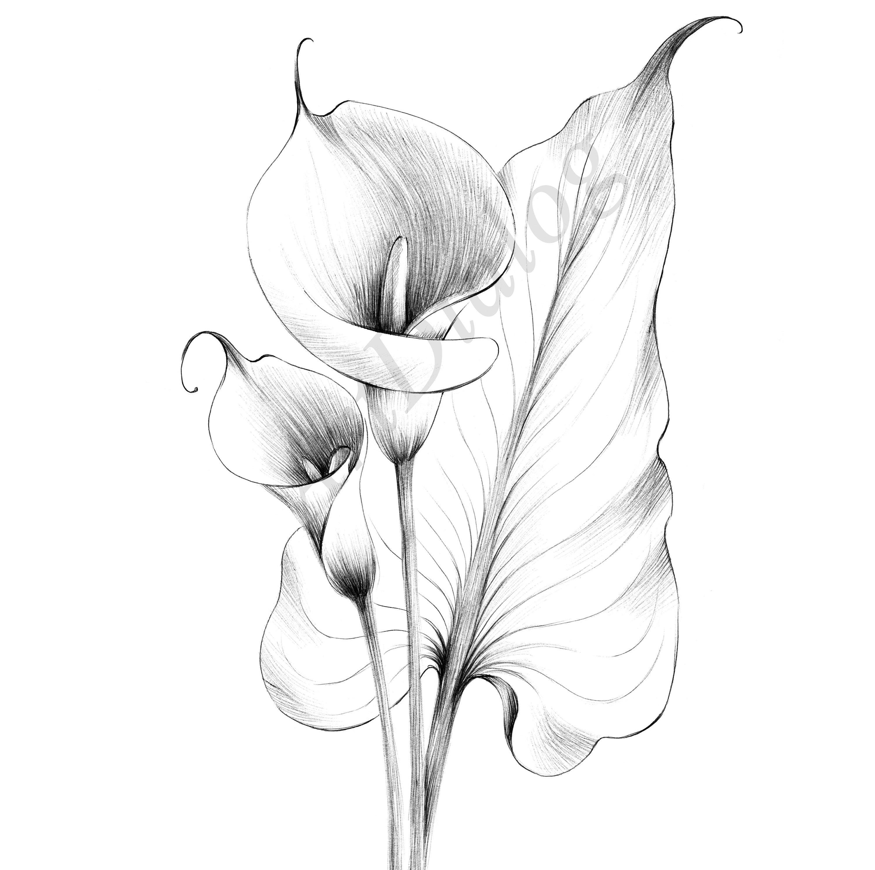 Calla lily sketch botanical print digital file jpeg hygge print a large line drawing black white scandinavian wall decor loss gift