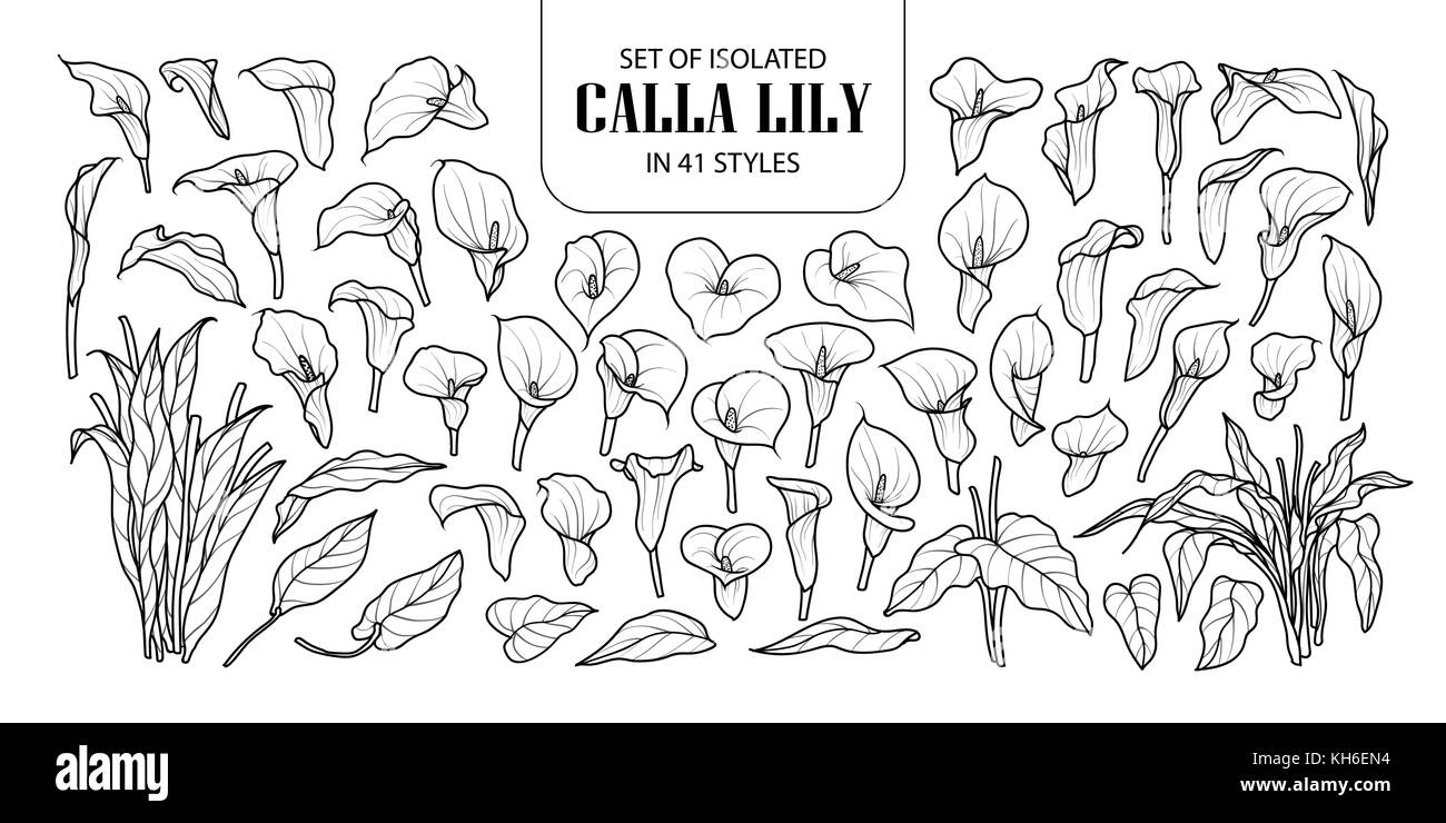 Calla lily illustration hi