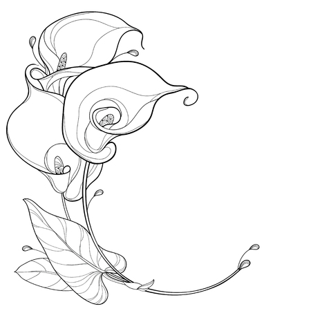 Flower bouquet with calla for summer coloring book