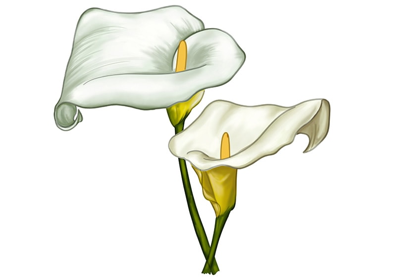 How to draw a calla lily