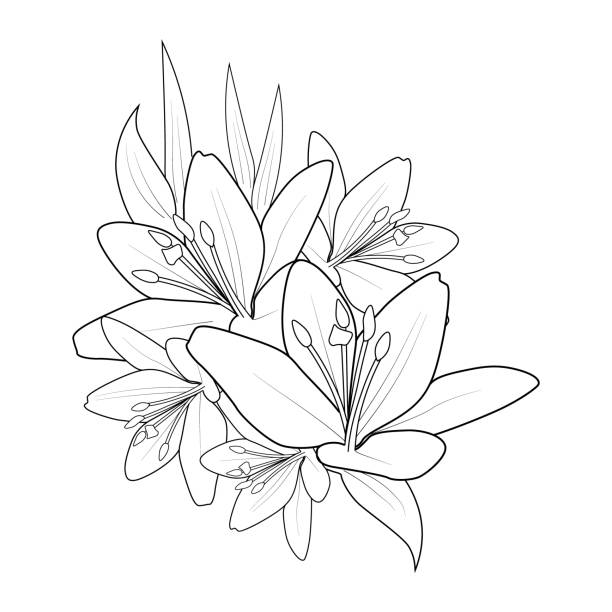 Lily flower pencil art lily flower outline drawing lily flower pattern designs pencil drawing lilys simple lily flower drawing for kids lily flower coloring page for children lily flower outline line art