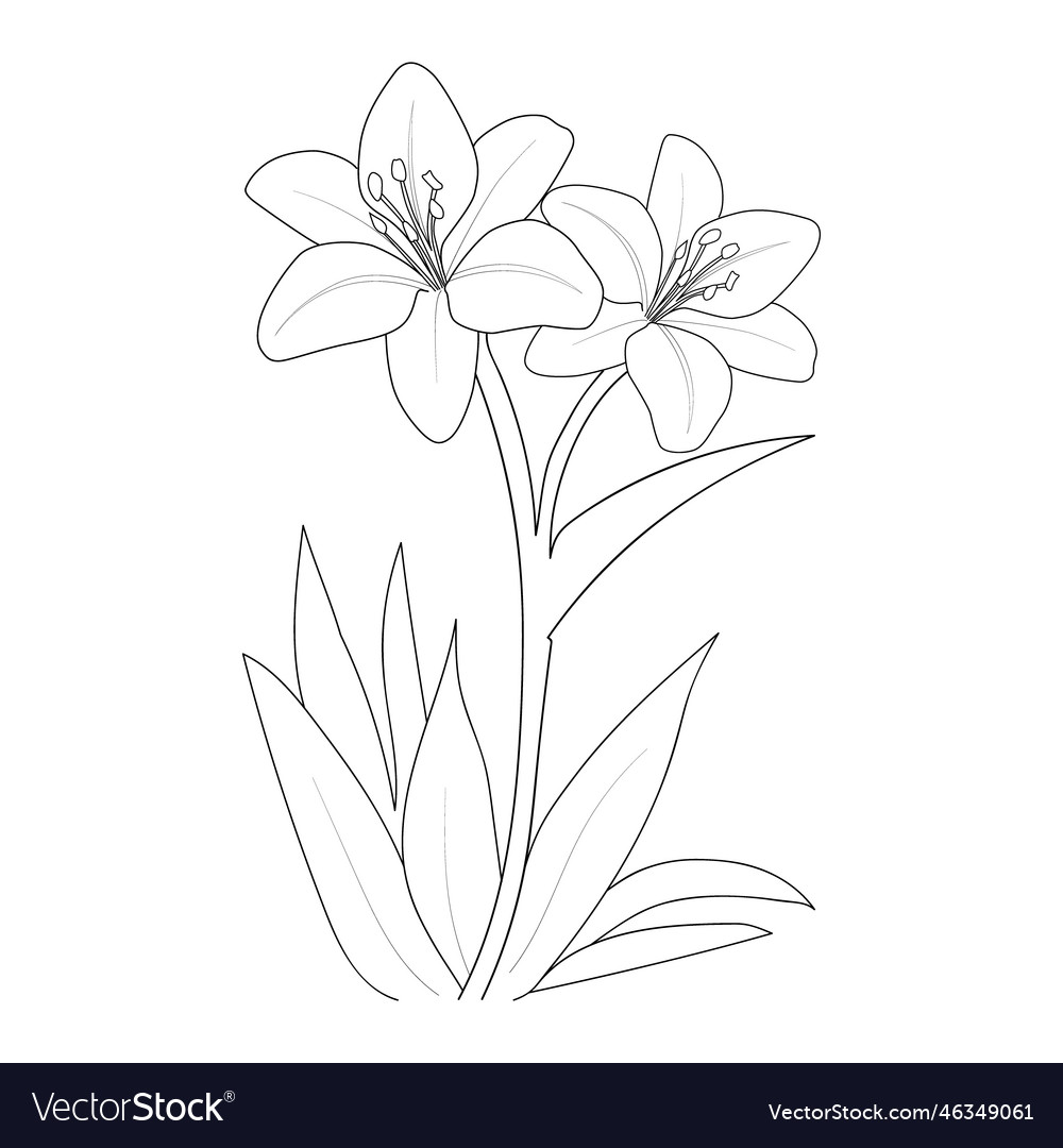 Calla lily coloring pages flower outline art vector image