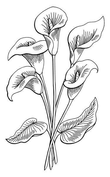 Thousand calla lily sketch royalty