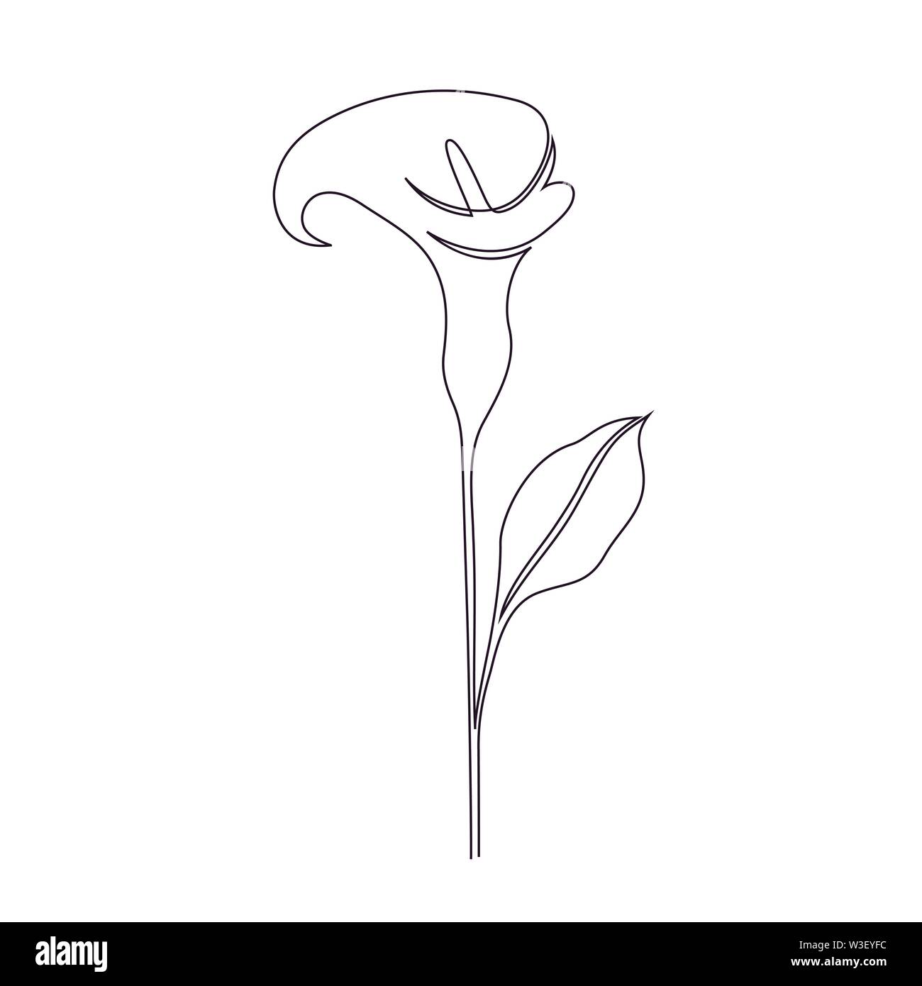 Calla lily illustration hi