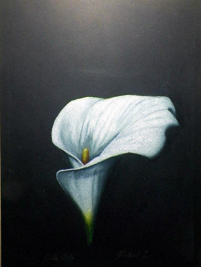 Calla lily drawing by mickael bruce