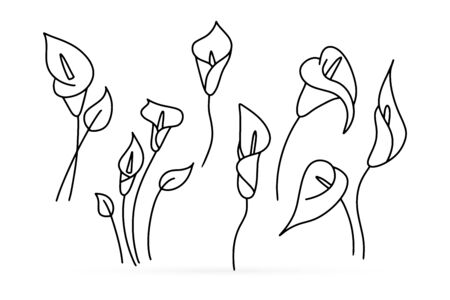 Calla lily line art stock photos and images