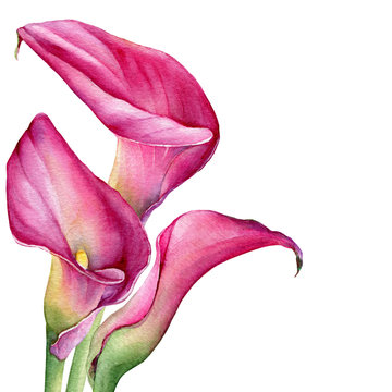 Calla lily sketch images â browse photos vectors and video