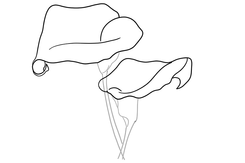 How to draw a calla lily