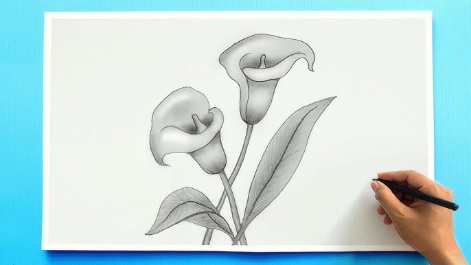 Calla lily flower tutorial how to draw lily flower with pencil shading