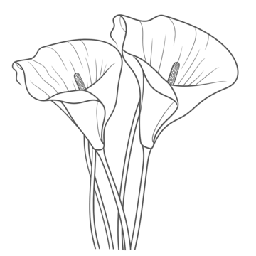 Lily drawing png transparent images free download vector files