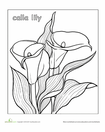 Calla lily worksheet education lilies drawing coloring pages calla lily