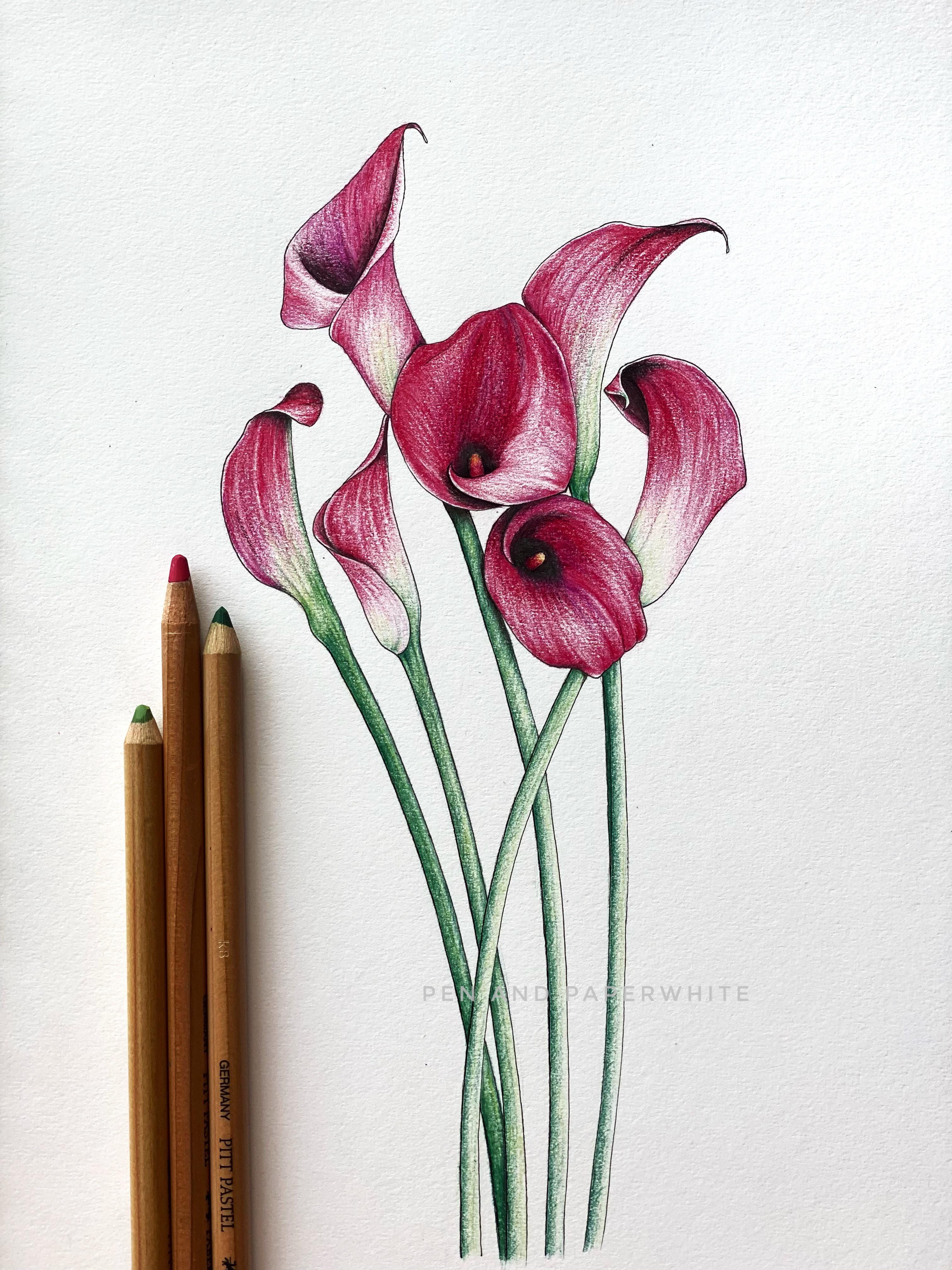 Im gradually trying to incorporate colours into my drawings these calla lilies are drawn with ink and pastel pencil colours rdrawing