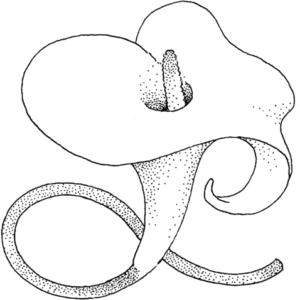 Lilies coloring pages printable for free download