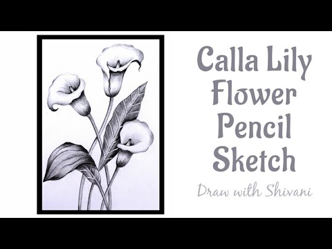 Calla lily flower tutorial how to draw lily flower with pencil shading