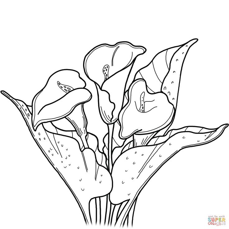 Calla lily coloring page free printable coloring pages flower coloring pages coloring pages folk art flowers