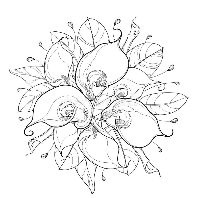 Vector bouquet calla lily flower stock illustrations â vector bouquet calla lily flower stock illustrations vectors clipart