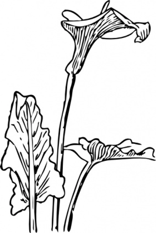 Calla lily drawing illustrations to download for free