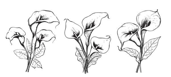 Thousand calla lily flower royalty