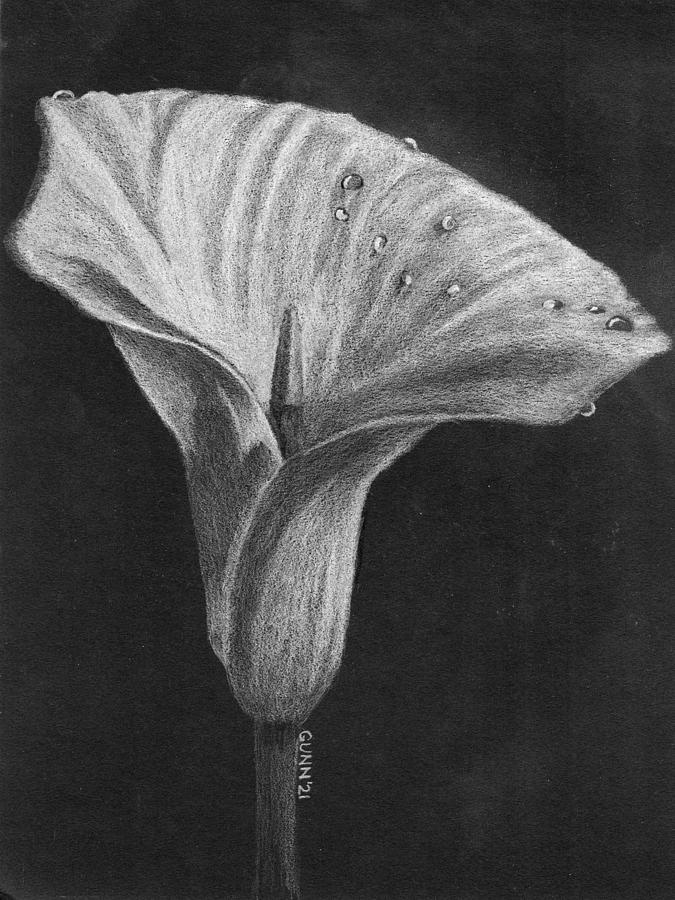Dew on a calla lily drawing by katrina gunn