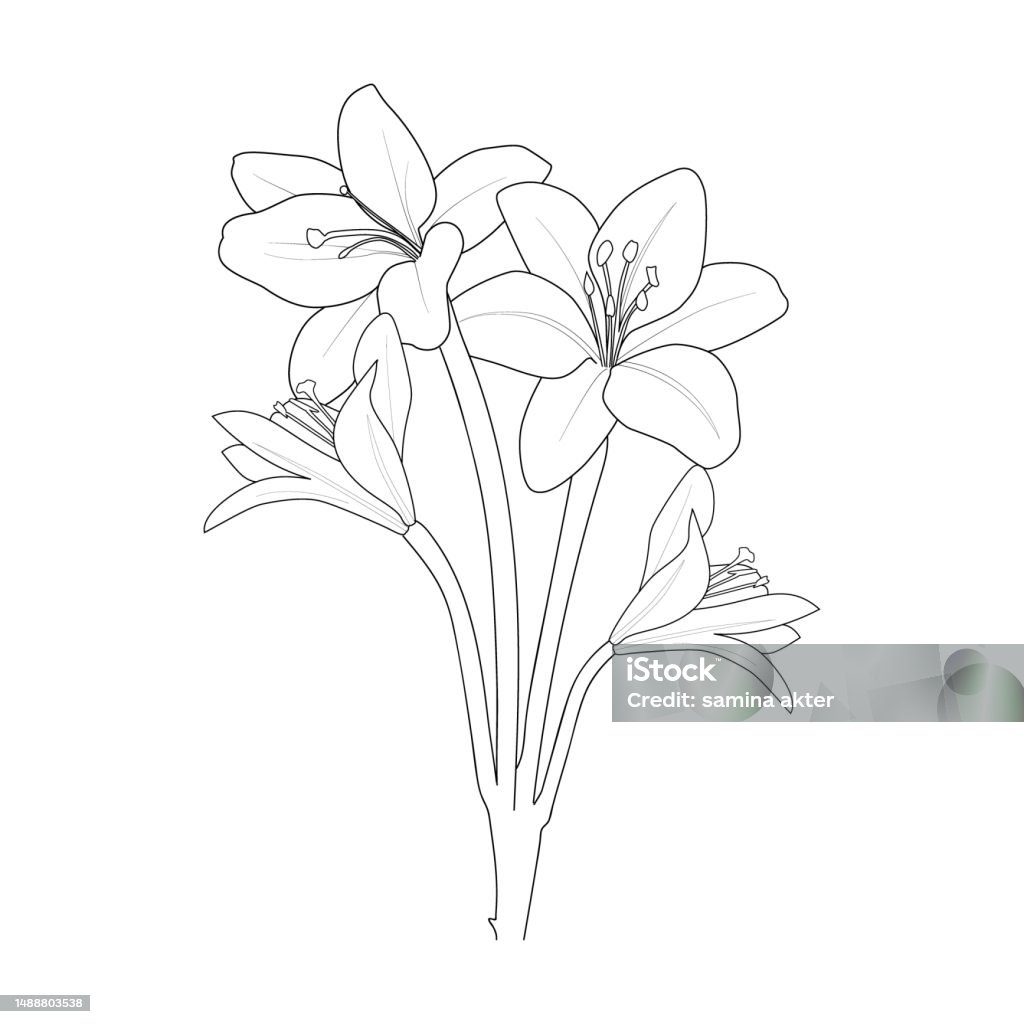 Pencil realistic calla lily drawing sketch realistic lily drawing lily line drawing lily flower vector simple lily tattoo outline minimalist simple lily tattoo outline sketch lily flower drawing stock illustration