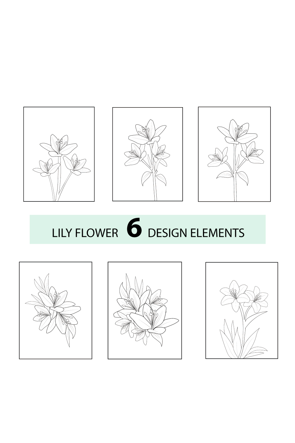 Pencil realistic calla lily drawing sketch realistic lily drawing lily line drawing lily flower vector