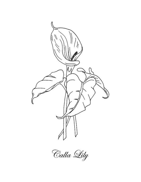 Calla lily botanical art print by masha batkova