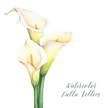 Calla lily watercolor images â browse photos vectors and video