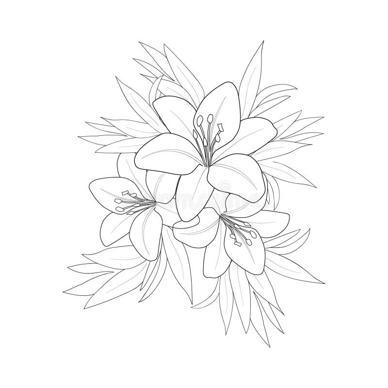 Calla lily pencil sketch drawing stock illustrations â calla lily pencil sketch drawing stock illustrations vectors clipart