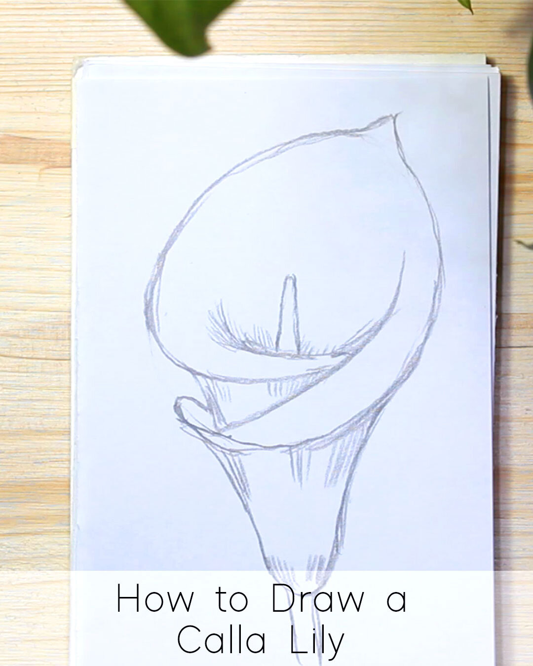 How to draw a calla lily step by step