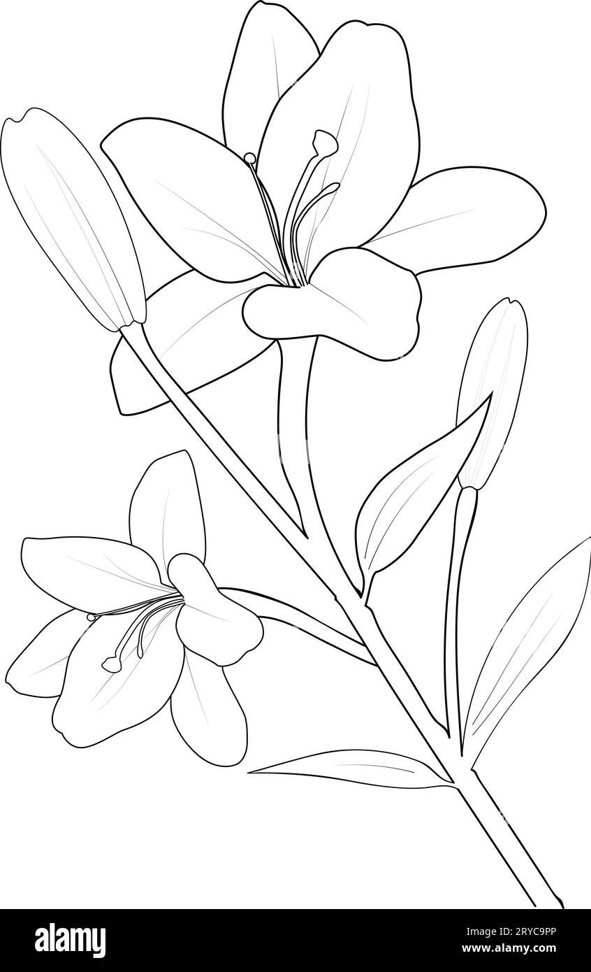 Lily flower lilies black and white stock photos images