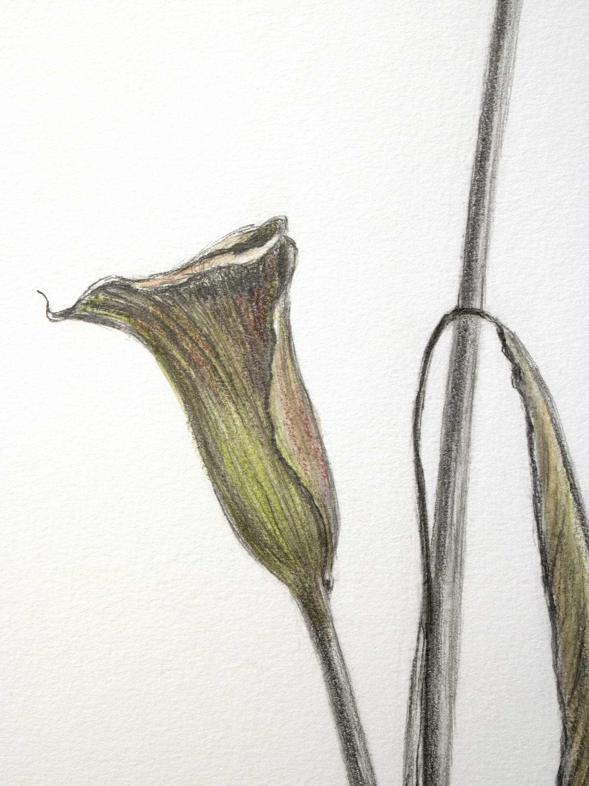 Two calla lily flowers drawing by vera almeida saatchi art
