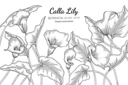 Calla lily line art cliparts stock vector and royalty free calla lily line art illustrations