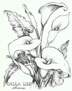 Calla lily ideas calla lily calla flower drawing