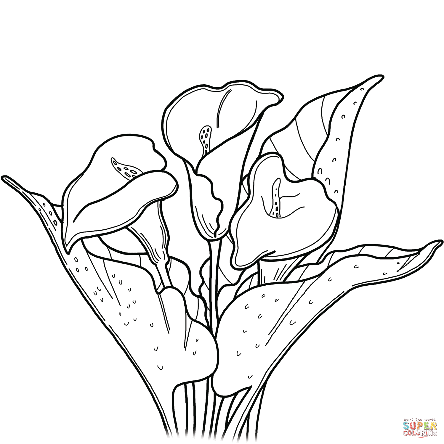 Calla lily coloring page free printable coloring pages