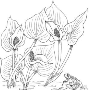 Lilies coloring pages printable for free download