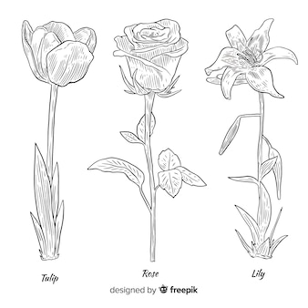 Page calla lily line drawing images