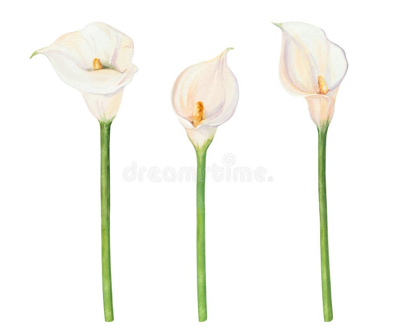 Sketch calla lilies flowers stock illustrations â sketch calla lilies flowers stock illustrations vectors clipart