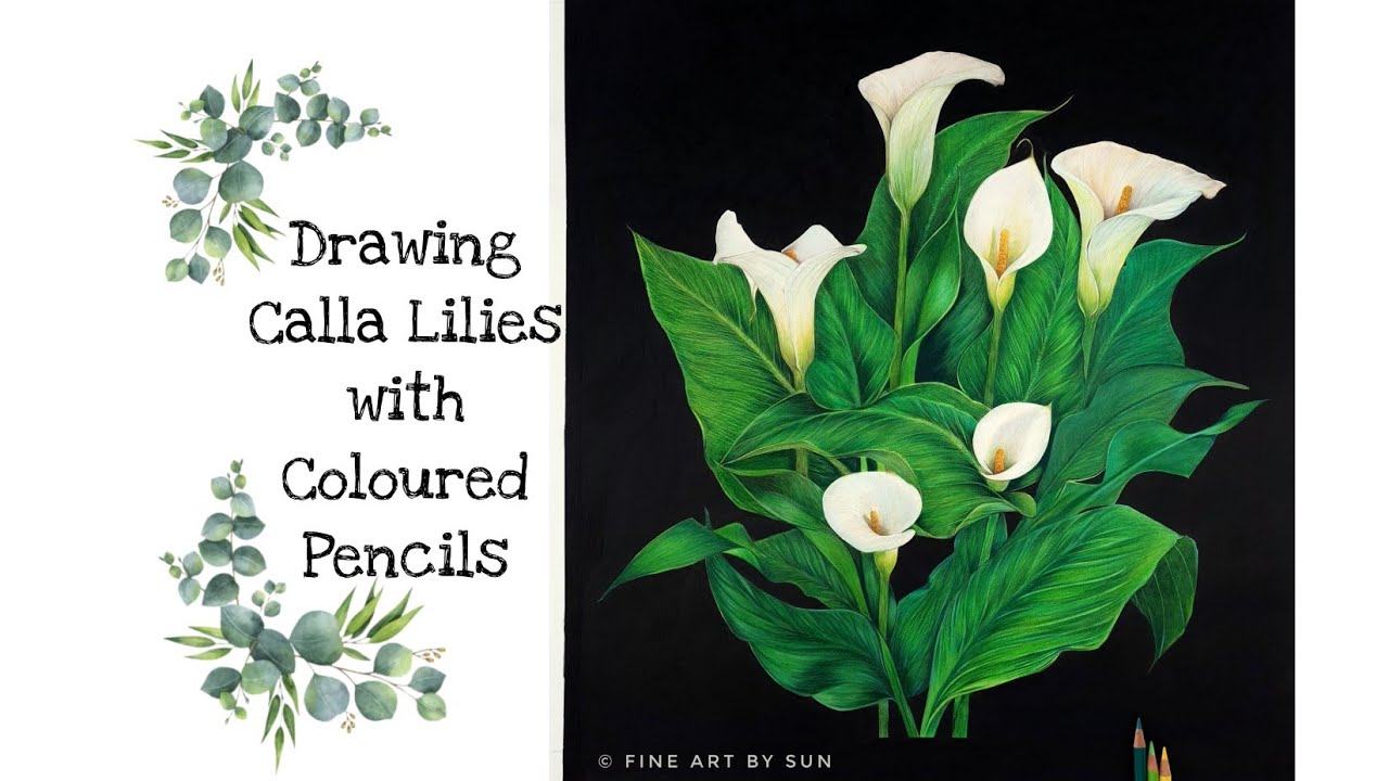 Drawing calla lilies with coloured pencils flower drawing botanical art ììíí