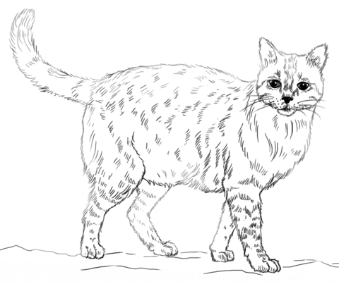 Realistic cat coloring page from cats category select from printable crafts of cartoons naturâ cat coloring page animal coloring pages cat coloring book