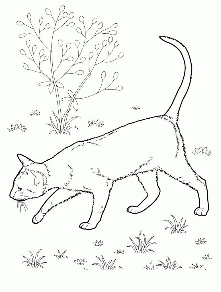 Cat coloring pages for adults